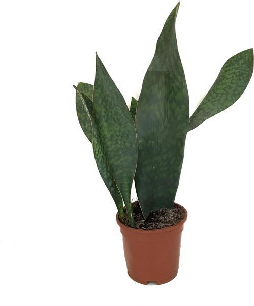 Sansevieria Masoniana 'Congo' (Paşa Kılıcı)