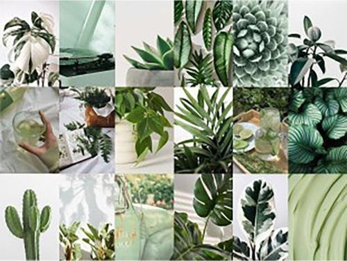 Botanik Dekoratif Duvar Kolaj Seti, Botanik Poster Seti 30 Adet Kuşe Kağıt 350 gr -10×15 cm