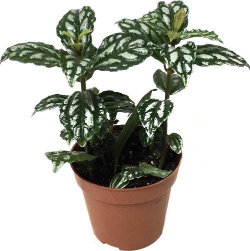 Pilea Cadierei