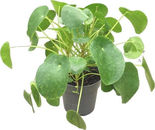Pilea Peperomioides (Para Çiçeği)