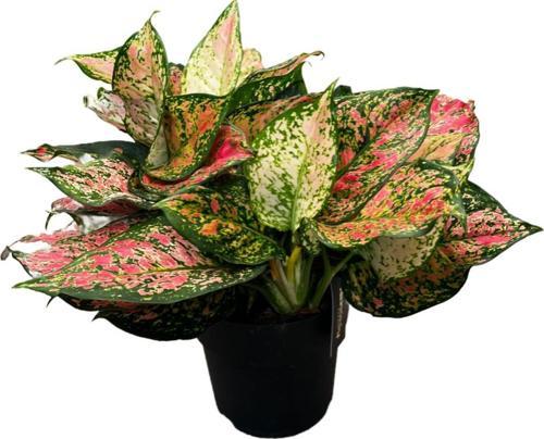 Aglaonema 'Dud Unyamanee'