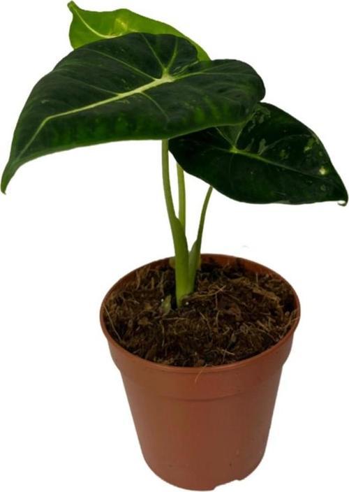Alocasia Frydek (Fil Kulağı)
