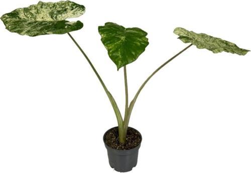 Alocasia Macrorrhiza 'Camouflage' (Fil Kulağı)