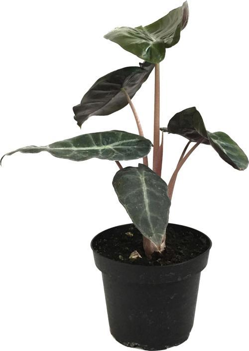 Alocasia 'Pink Dragon' (Fil Kulağı)