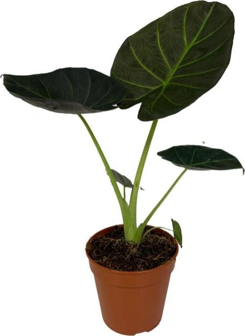 Alocasia 'Regal Shield' (Fil Kulağı)