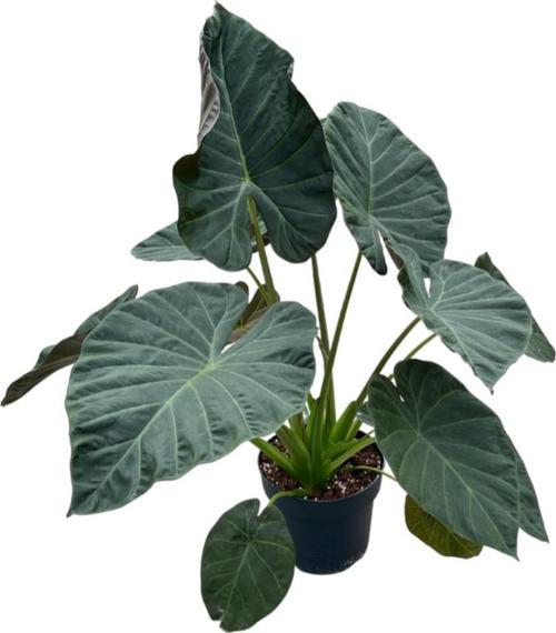 Alocasia 'Regal Shield' (Fil Kulağı)