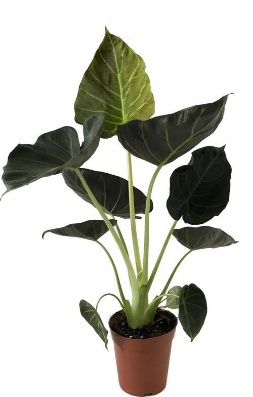 Alocasia 'Regal Shield' (Fil Kulağı)