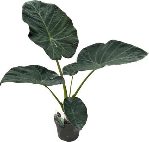 Alocasia 'Regal Shield' (Fil Kulağı)