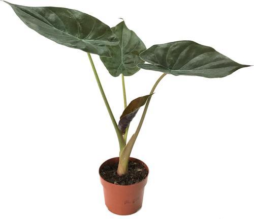 Alocasia Wentii (Fil Kulağı)