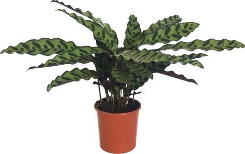 Calathea Lancifolia (Dua Çiçeği)