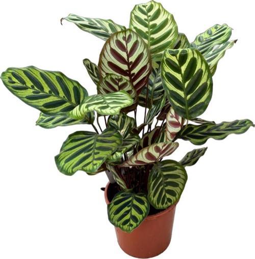 Calathea Makoyana (Dua Çiçeği)