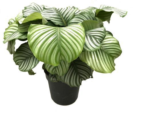 Calathea Orbifolia (Dua Çiçeği)