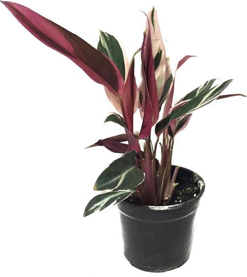 Calathea Triostar (Dua Çiçeği)