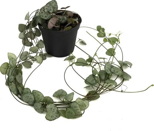 Ceropegia Woodii (Kalp Kalbe Karşı Çiçeği)