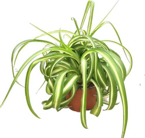 Chlorophytum Comosum 'Bonnie' (Kurdele Çiçeği)