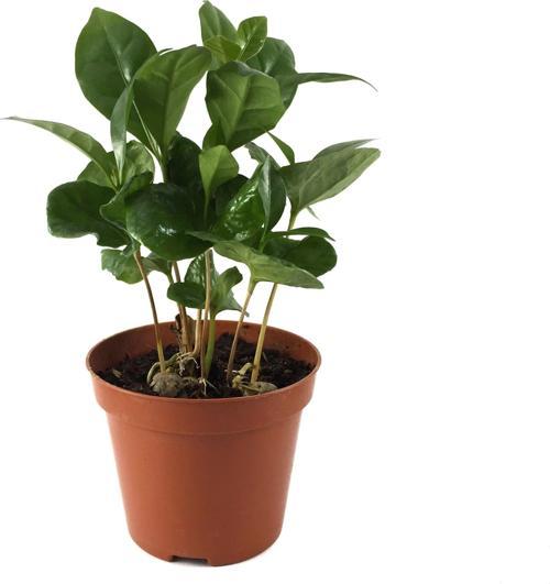 Coffea Arabiaca (Kahve Bitkisi)