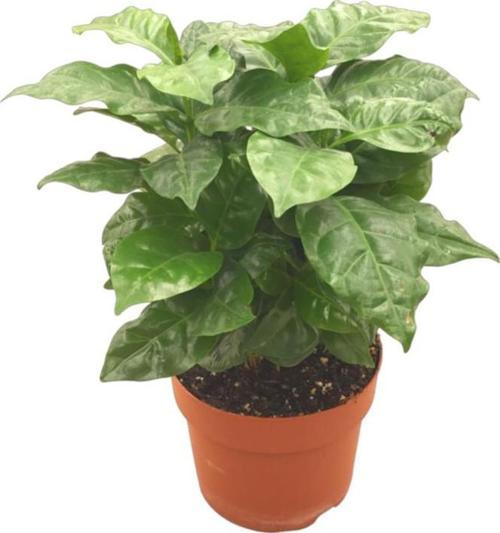 Coffea Arabiaca (Kahve Bitkisi)
