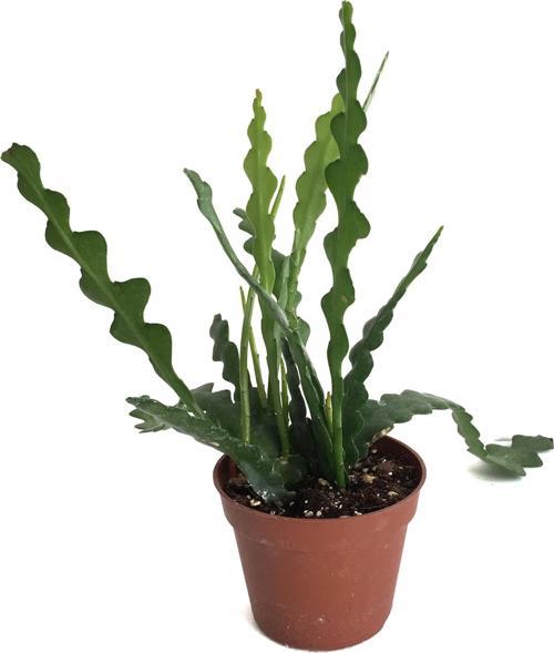 Epiphyllum Anguliger (Atlas Çiçeği)