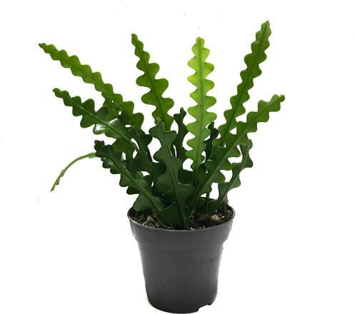 Epiphyllum Anguliger (Atlas Çiçeği)