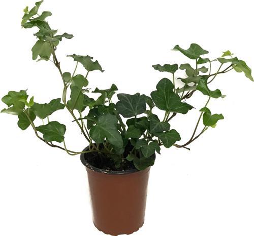 Hedera Helix (Duvar Sarmaşığı)