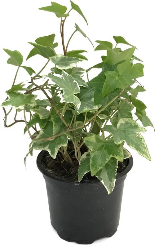Hedera Helix 'Eva' (Duvar Sarmaşığı)