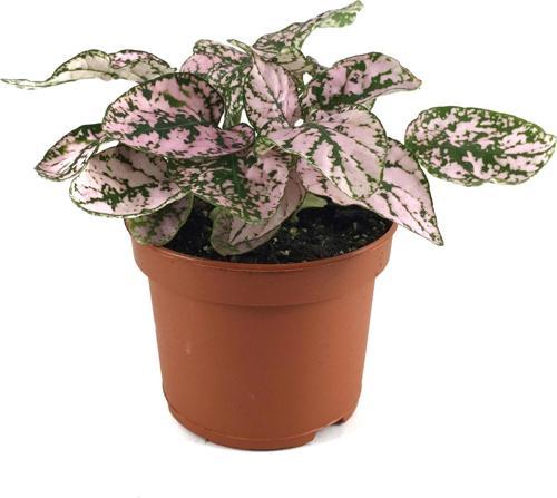 Hypoestes Phyllostachya 'Pink' (Hostes Çiçeği)