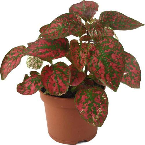 Hypoestes Phyllostachya 'Red' (Hostes Çiçeği)
