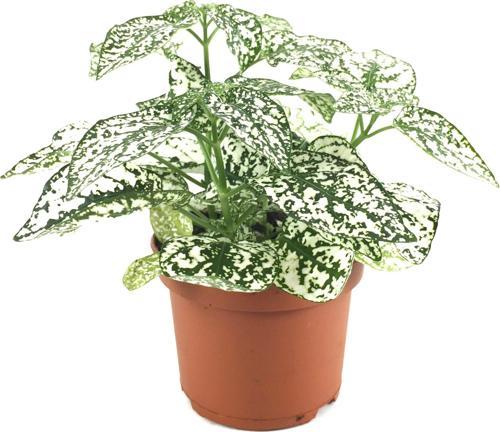 Hypoestes Phyllostachya 'White' (Hostes Çiçeği)