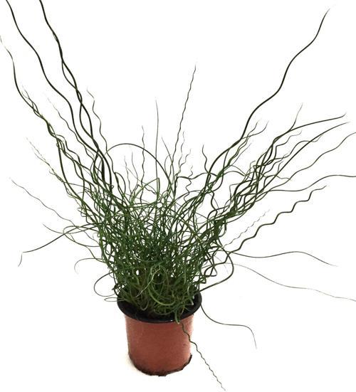 Juncus Filiformis 'Spiralis'