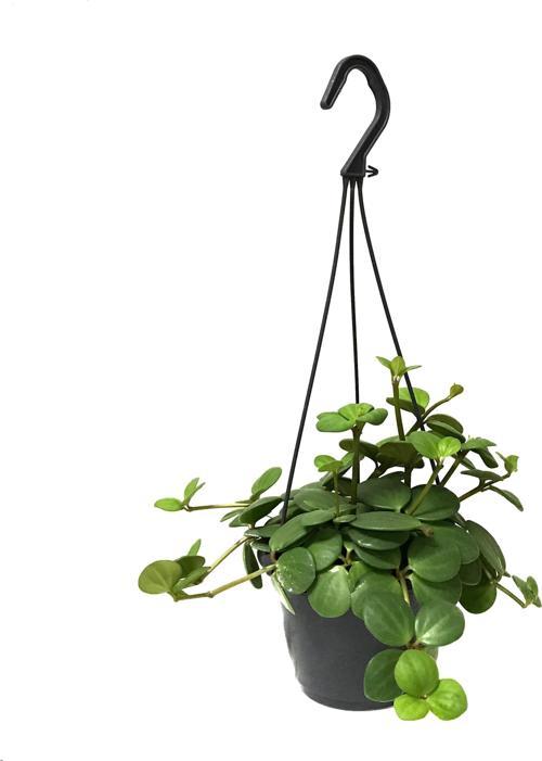 Peperomia Tetraphylla 'Hope' (Umut Sarmaşığı)