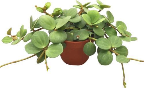 Peperomia Tetraphylla 'Hope' (Umut Sarmaşığı)