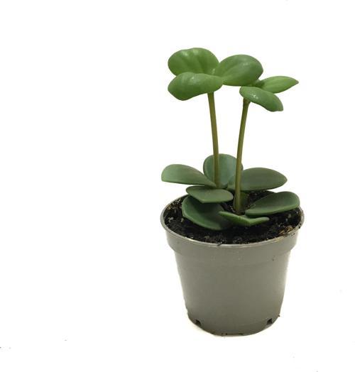 Peperomia Tetraphylla 'Hope' (Umut Sarmaşığı)