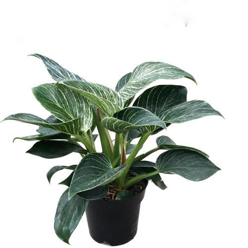 Philodendron 'Birkin'