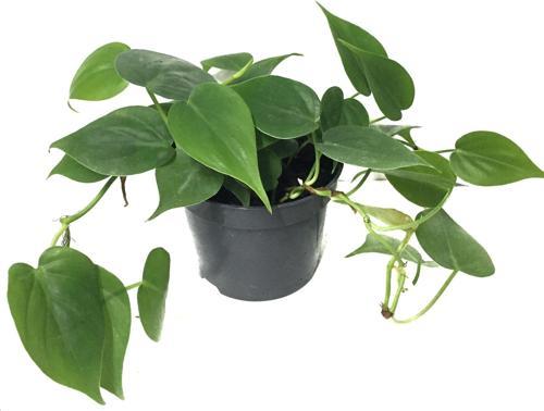 Philodendron Cordatum