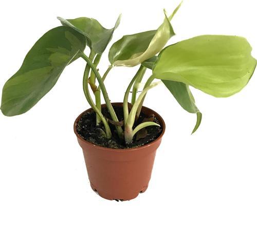 Philodendron Cordatum 'Brasil'