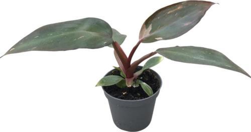 Philodendron 'Pink Princess'