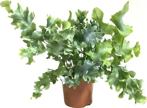 Phlebodium Aureum 'Davana'