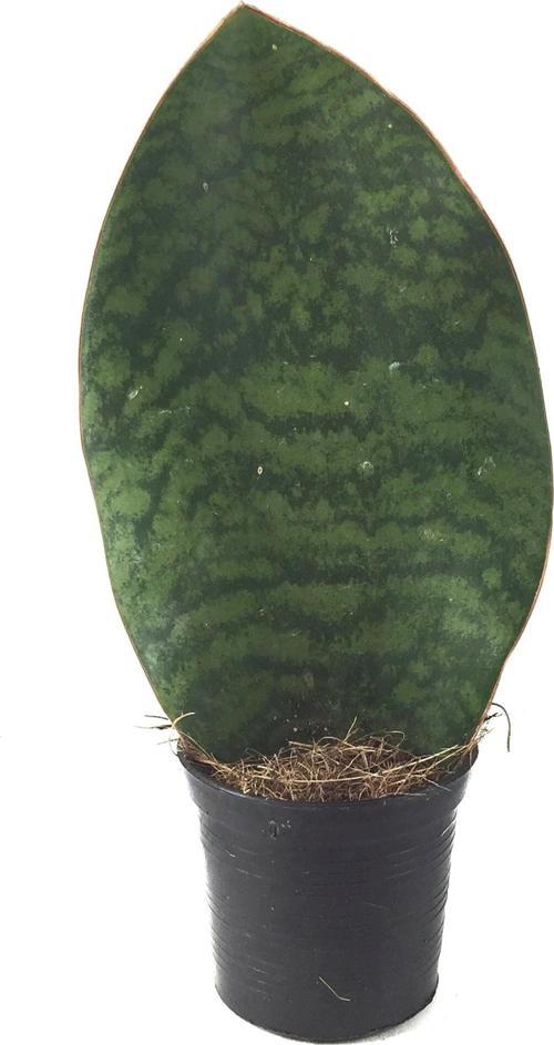Sansevieria Masoniana 'Congo' (Paşa Kılıcı)