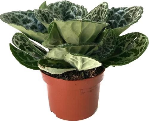 Streptocarpus 'Pretty Turtle'