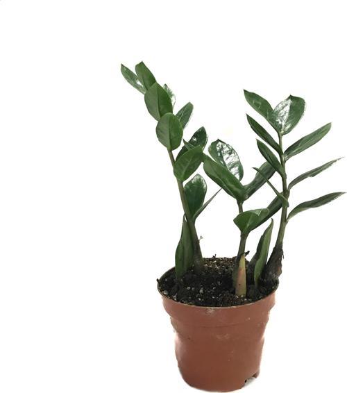 Zamia Zamioculcas (Zeze Çiçeği)