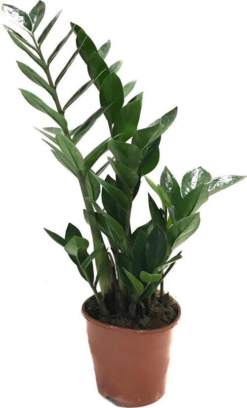 Zamia Zamioculcas (Zeze Çiçeği)