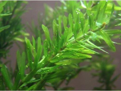 3 Demet Egeria Densa (Elodea) Bitkisi ( +1 Demet Hediye)