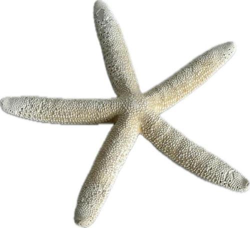Doğal Parmak Deniz Yıldızı 15-20cm