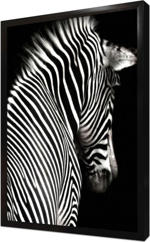 Yakın Çekim Zebra Çerçeveli Mdf Tablo