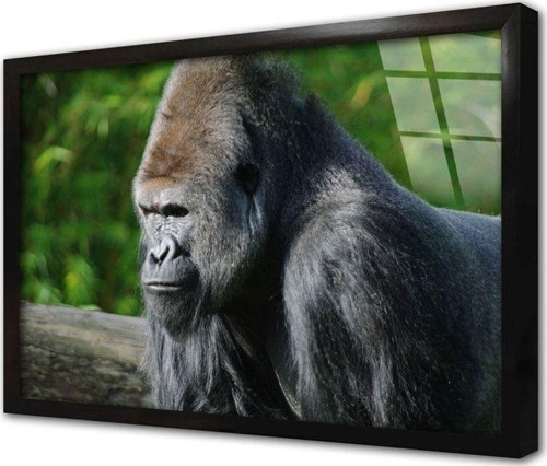 Orangutan Çerçeveli Cam Tablo 60x90 cm