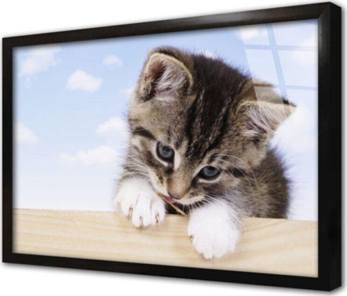 Kedi Yavrusu Çerçeveli Cam Tablo 50x70 cm