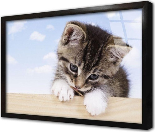 Kedi Yavrusu Çerçeveli Cam Tablo 60x90 cm