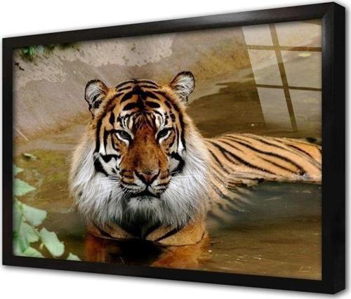 Vahşi Doğa Kaplan Çerçeveli Cam Tablo 30x40 cm