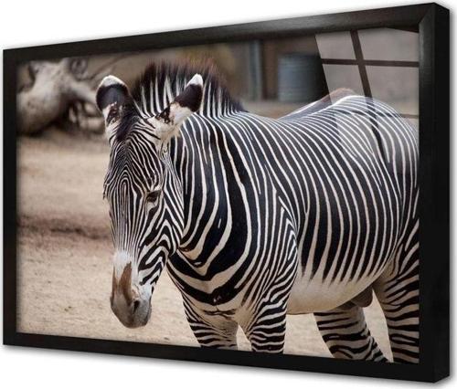 Zebra Çerçeveli Cam Tablo 30x40 cm