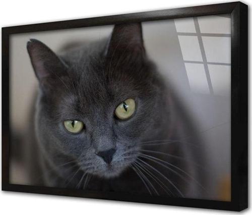 Kedi Çerçeveli Cam Tablo 30x40 cm